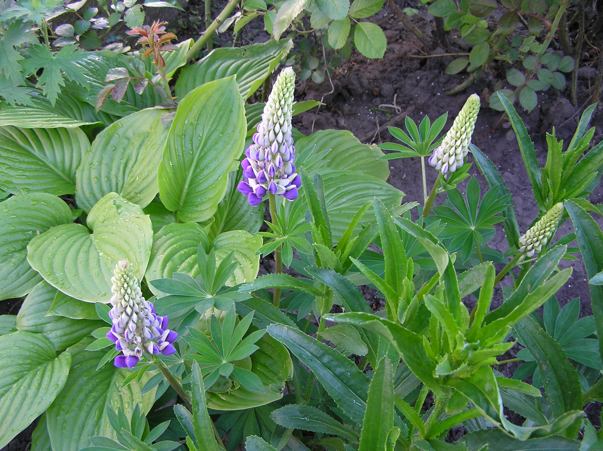 ����� 2009