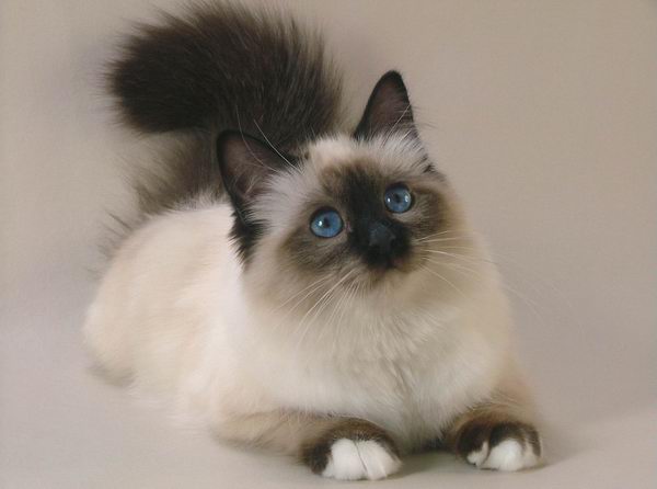 Гостиница для кошек