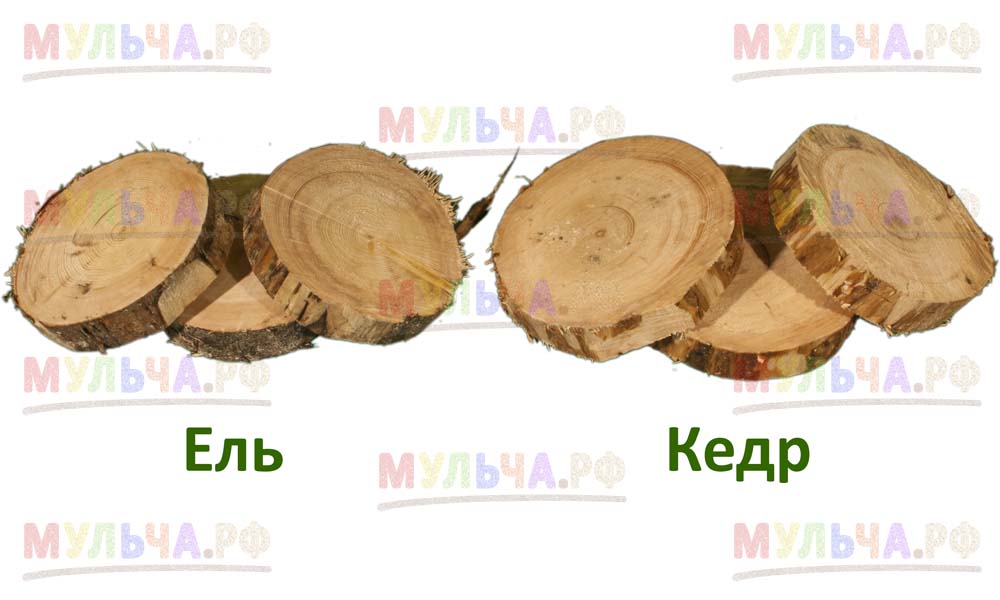 еловые и кедровые деревянные спилы