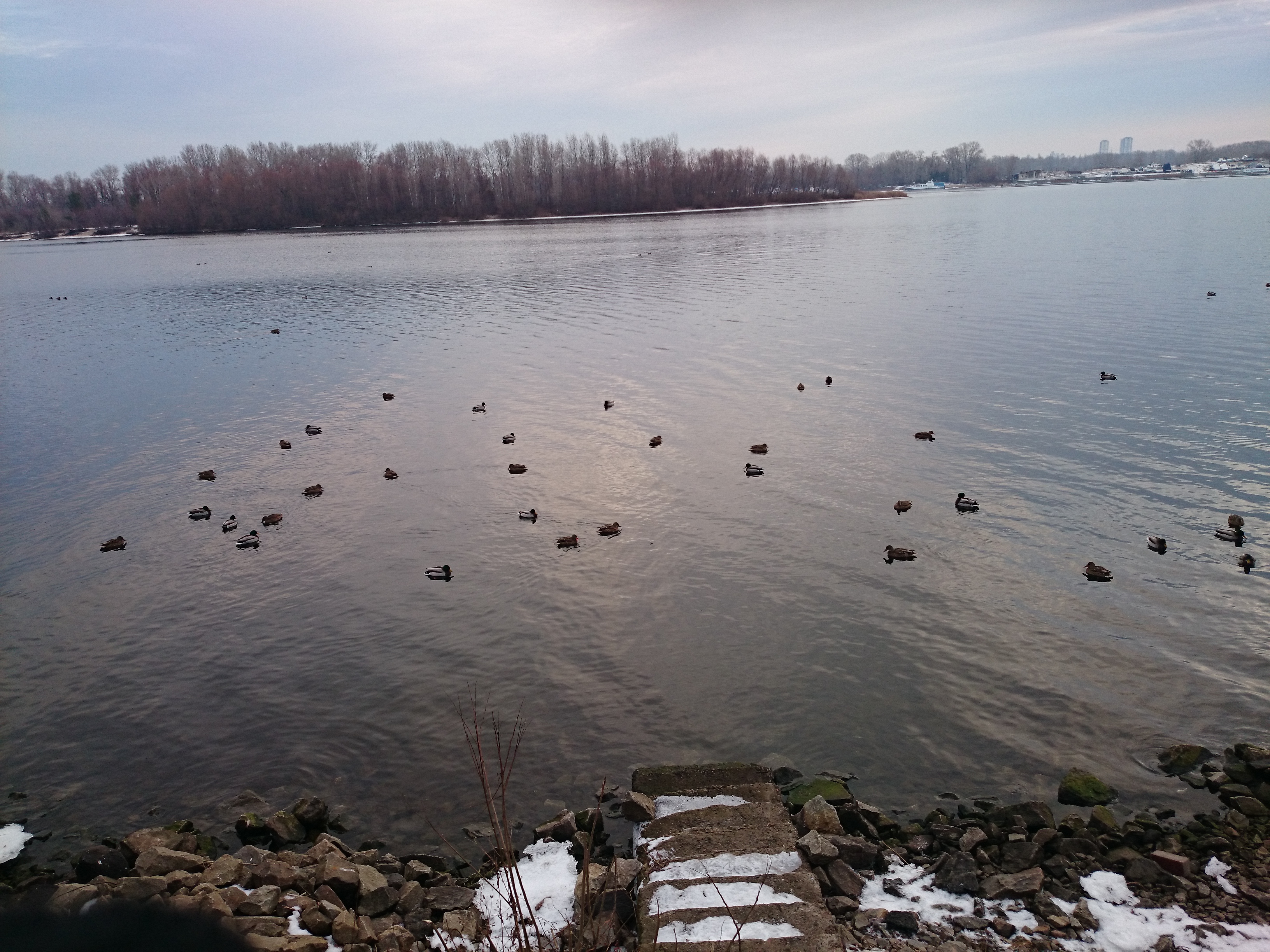 Пруд, утки плавают и ищут пищу